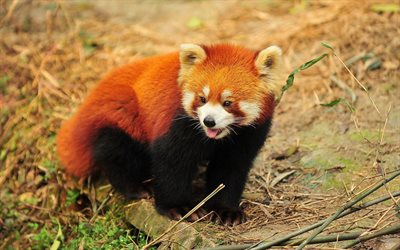 red panda, animals, animal