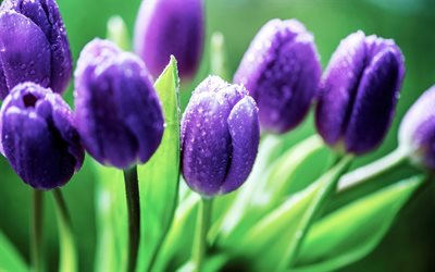 violet tulipes, macro, gouttes