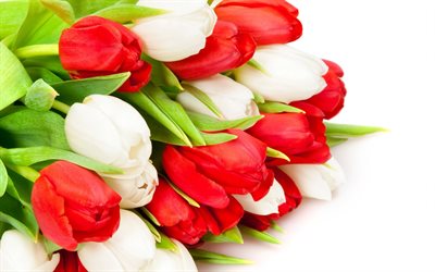bouquet, tulips, red, white