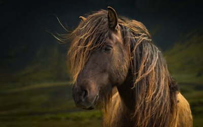 mane, brown horse, horses