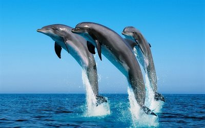 los delfines, mar, tres