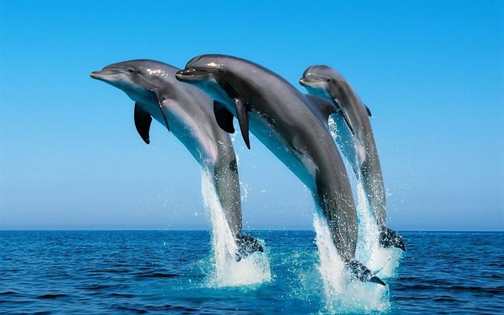 golfinhos, mar, três