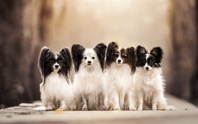 Continental Toy Spaniel, Papillon dog, quartet, cute animals, pets, dogs, Papillon, autumn, Epagneul Nain Continental