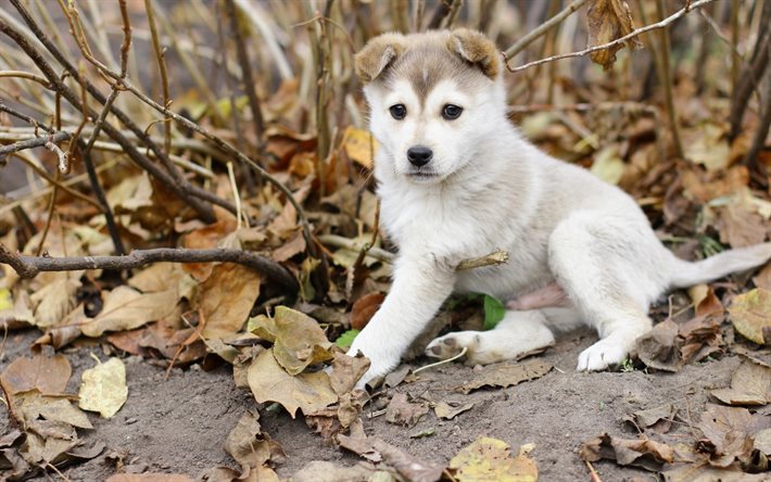 Husky, autunno, cucciolo, cani