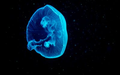 Las medusas, 4K, debajo del agua, mar