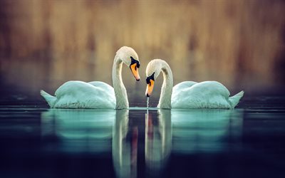 4k, pair of swans, evening, sunset, swans on the lake, beautiful white birds, swans, romance