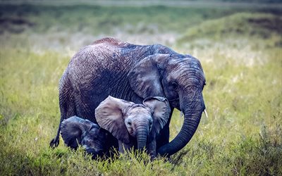 Elephants, wildlife, baby elephant with mom, evening, sunset, field, elephant family, baby elephant