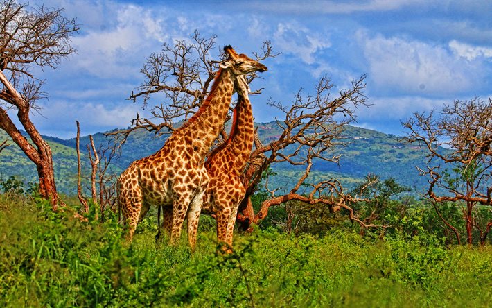 two giraffes, 4k, savannah, wildlife, Africa, Giraffa, pictures with giraffes, HDR, giraffes
