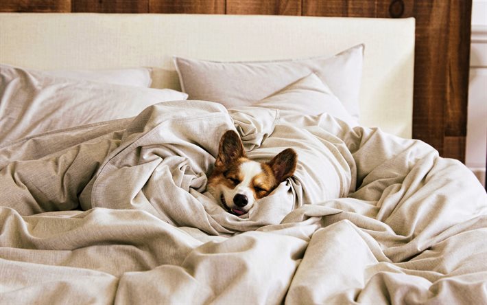 ベッドでコーギー, 4k, 眠っている犬, 街, ペット, 犬, ウェルシュ・コーギー, かわいい動物, 面白い犬, ぼけ, コーギー, コーギーとの写真