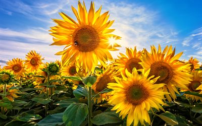 4k, solrosor, sommarblommor, hdr, gula blommor, helianthus, vackra blommor, bild med solrosor