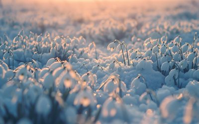 schneeglöckchen, weiße frühlingsblumen, morgen, frühling, schnee, feld mit schneeglöckchen, galanthus, hintergrund mit schneeglöckchen