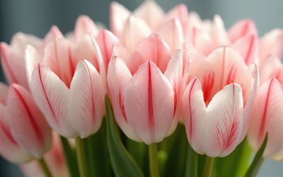 Pink tulips with stripes, 4K, spring flowers, tulips, spring, bouquet of pink tulips, tulip bouquet, pink tulips