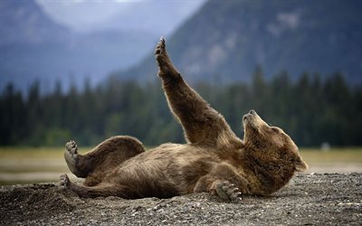 björnar, grizzly, semester, rovdjur