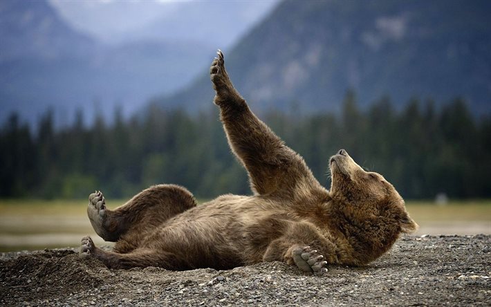 björnar, grizzly, semester, rovdjur