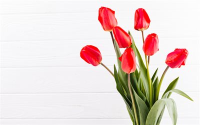 4k, rote tulpen, weiße holz nach hinten, frühlingsblumen, tulpsstrauß, schöne blumen, roter bouquet, tulpen, braut bouquet, frühling, hintergrund mit tulpen