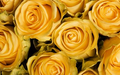 黄色のバラ, 4k, マクロ, 花束, 黄色い花, バラ, 閉じる, 美しい花, バラの背景, 黄色の芽