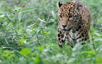 jaguar, predators, bushes, hunting, wildlife