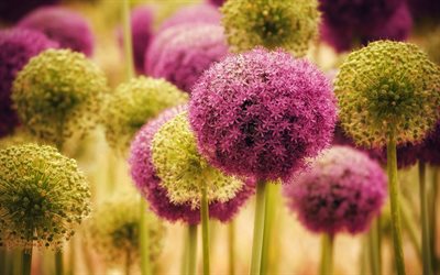allium, oignon décoratif, boules de fleurs, allium violet, bokeh, fond de fleurs, plantes à fleurs
