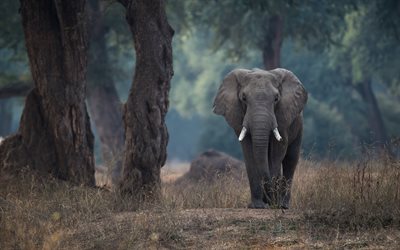 4k, lonely elephant, dusk, savannah, wildlife, Africa, Loxodonta, elephant, pictures with elephant, elephants
