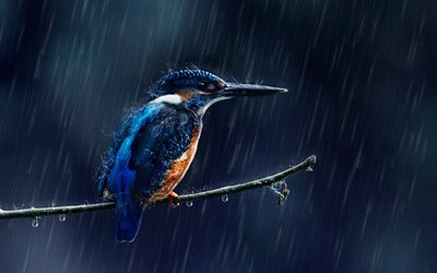 Kingfisher, bokeh, rain, exotic birds, Alcedinidae, bird on branch, gray bird, wildlife, pictures with birds