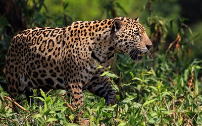 leopardi, villieläimet, villikissat, leopardi ruohossa, vaaralliset eläimet, leopardit