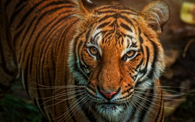 tigre, bokeh, animaux sauvages, prédateurs, faune, panthera pardus, regard prédateur, panthera tigris, tigres
