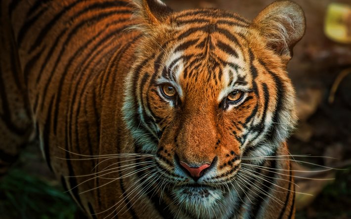 tiger, bokeh, vilda djur, rovdjur, panthera pardus, panthera tigris, tigrar