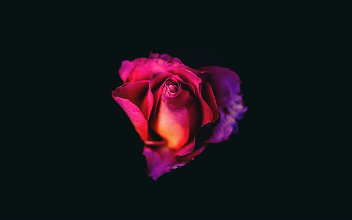 4k, lila rose, minimal, lila blumen, rosen, schöne blumen, bild mit lila rose, hintergründe mit rosen, rosenminimalismus