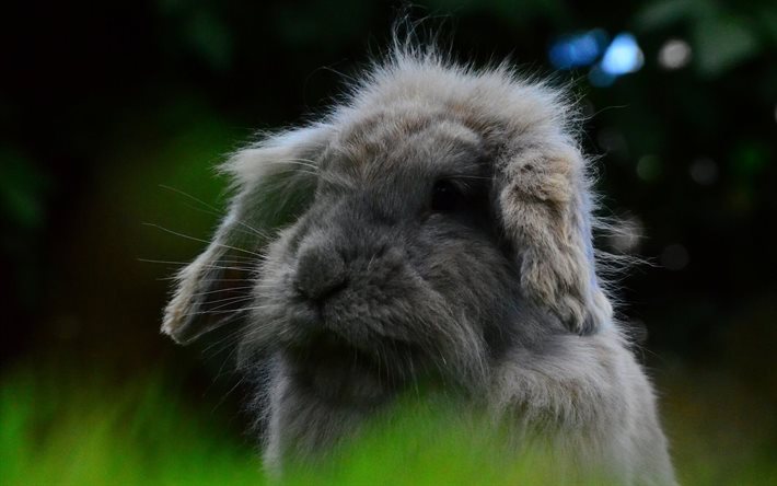 grass, rabbit, ears, blur
