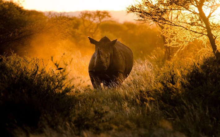 cubierta de polvo, rhino, puesta de sol, áfrica