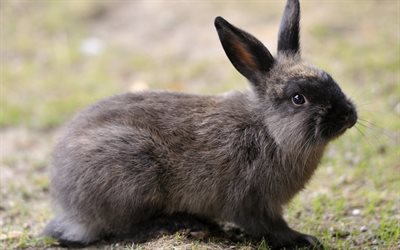 rabbit, grey rabbit, animals