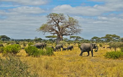 elefanter, hölje, afrika