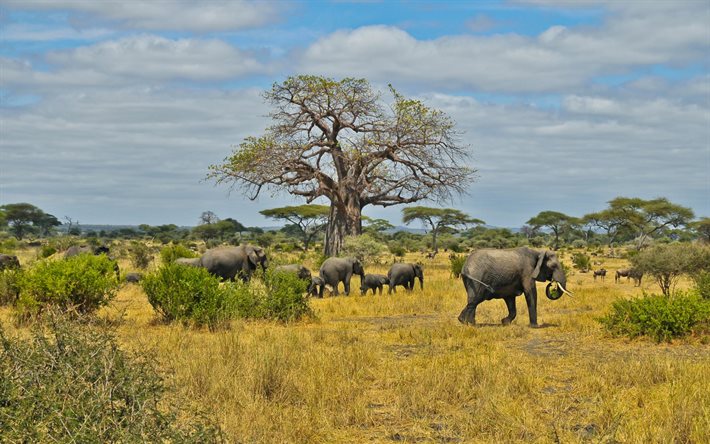 les éléphants, carénage, d'éléphants, de l'afrique