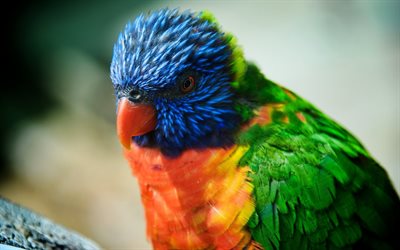 papegoja, vacker fågel