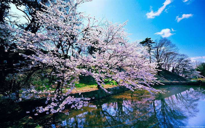 blommande trädgård, sjön, sakura, japanska körsbär