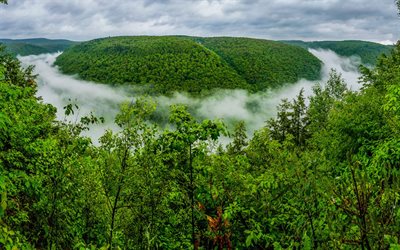 le brouillard, la forêt, le coude de la rivière, le grand canyon, pennsylvanien, états-unis, pa