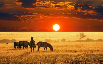 hölje, solnedgång, zebra, zebror