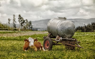 vaca, una pradera, un barril de leche