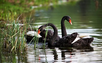 the lake, black swans, birds