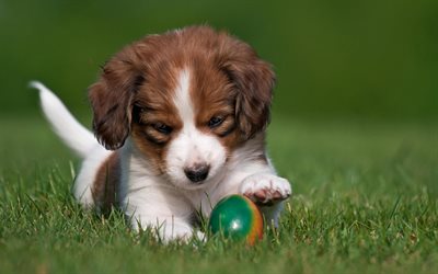 kooikerhondje, puppy, the ball, dogs