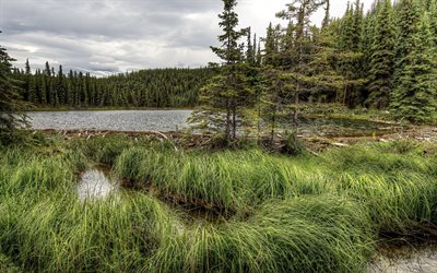 usa, alaska, horseshoe lake, thickets, forest