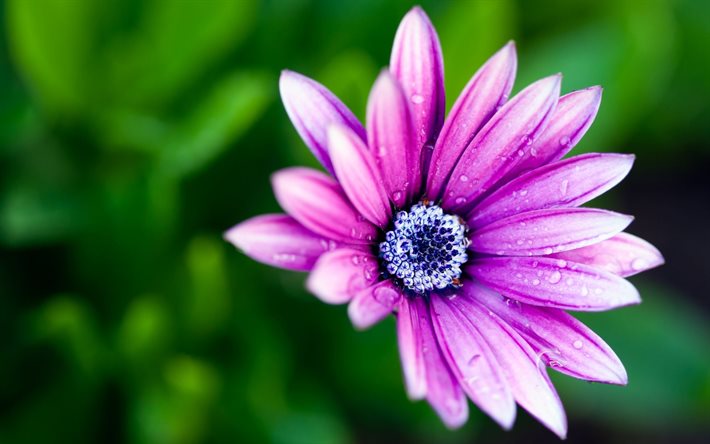 gotas, flor, macro