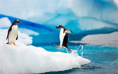 jäävuori, etelämanner, gentoo pingviinit, gentoo pingviini