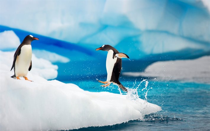 eisberg in der antarktis, gentoo pinguine, gentoo pinguin in der antarktis