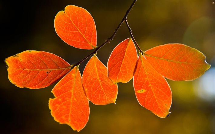 autunno, foglie ingiallite, natura