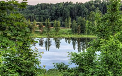 il lago, la foresta, il parco, estonia