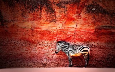 zebra, le rock, le zèbre