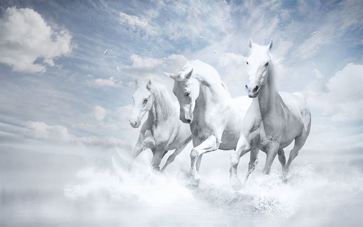 white horses, clouds, the sky
