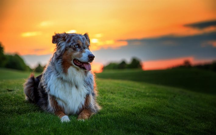 pastor australiano, cachorro, pôr do sol
