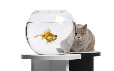 katt, guldfisk, akvarium